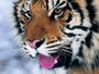 Tigress